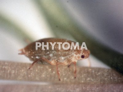 Cavariella aegopodii